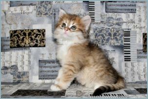 Female Siberian Kitten from Deedlebug Siberians